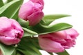 Bouquet of spring flowers, pink tulips on white background close up - holiday card for 8 march, Valentine day or mother`s day Royalty Free Stock Photo