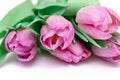 Bouquet of spring flowers, pink tulips on white background close up - holiday card for 8 march, Valentine day or mother`s day Royalty Free Stock Photo