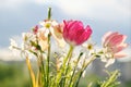 Bouquet of spring flowers tulips and white daffodils in vase on the window Royalty Free Stock Photo