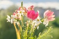 Bouquet of spring flowers tulips and white daffodils in vase on the window Royalty Free Stock Photo