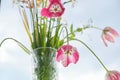 Bouquet of spring flowers tulips and white daffodils in vase on the window Royalty Free Stock Photo