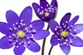 Bouquet of spring mountain purple flower