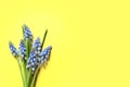 Bouquet of spring muscari flowers on color background, top view