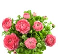 Bouquet of spring pink ranunculus Royalty Free Stock Photo