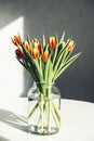 A bouquet of spring red-yellow tulips in a glass vase on a white table. Bright sunlight, harsh shadows. Minimalism Royalty Free Stock Photo