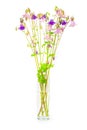 Bouquet of spring or summer purple and pink flowers in a glass vase close-up on a white Royalty Free Stock Photo