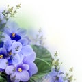 Bouquet of spring violets