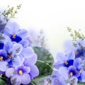 Bouquet of spring violets