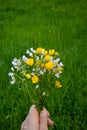 Bouquet of spring white and yellow wildflowers held by male hand. Close up shot, shallow depth of field, green blurry background Royalty Free Stock Photo