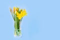 Bouquet of spring yellow daffodils and tulips on a blue background Royalty Free Stock Photo