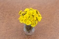 Bouquet of spring yellow flowers mother of a stepmother in a vase on a green background Royalty Free Stock Photo