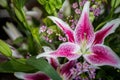 Bouquet Stargazer Lily Flower