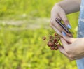 A bouquet of strawberries and a smartphone in the hands of a young woman Royalty Free Stock Photo