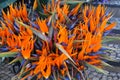 Bouquet of Strelizia, bird of paradise flower, Strelitzia reginae Royalty Free Stock Photo