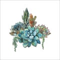 Bouquet of succulents. Flower arrangement for design. Watercolor. Graphics. Vector