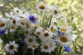 Bouquet of summer flowers white daisies and blue cornflowers in the vase on the green trees background in the garden Royalty Free Stock Photo