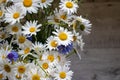 Bouquet of summer flowers white daisies and blue cornflowers in the vase on the green trees background in the garden Royalty Free Stock Photo