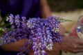 Bouquet of summer lupins. Connecting with nature, well being, life balance concept Royalty Free Stock Photo