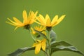 A bouquet of summer sunflowers Royalty Free Stock Photo