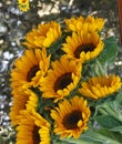 bouquet of sunflowers with background blurred in water waves