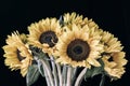 Bouquet of sunflowers on black background in vintage style Royalty Free Stock Photo