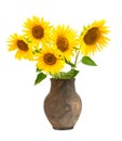 bouquet of sunflowers Royalty Free Stock Photo