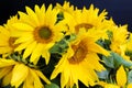 Bouquet of sunflowers close-up, on a black background Royalty Free Stock Photo