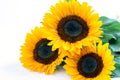 Bouquet of sunflowers closeup, on the white background horizontally Royalty Free Stock Photo