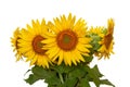 Bouquet of sunflowers isolated on white background Royalty Free Stock Photo