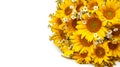 Bouquet of sunflowers isolated on a white background. Royalty Free Stock Photo