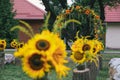 Bouquet of sunflowers. Original wedding floral decoration in the form of mini-vases