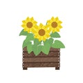 Bouquet of sunflowers in wooden box, autumn flowers. Illustration in flat style, isolated Royalty Free Stock Photo