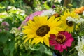 Bouquet with sunflowers and zinnias Royalty Free Stock Photo