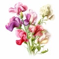 Colorful Realism Sweet Pea Clipart On White Background