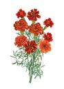 Bouquet of Tagetes patula, the French marigold.