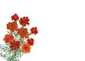 Bouquet of Tagetes patula, the French marigold. Royalty Free Stock Photo