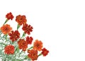 Bouquet of Tagetes patula, the French marigold. Royalty Free Stock Photo