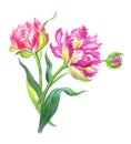 Bouquet of terry tulips, watercolor painting Royalty Free Stock Photo