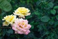 Bouquet of three beautiful, delicate pink and yellow roses flowers against a blurred background of dark green leaves in the garden Royalty Free Stock Photo