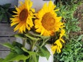 A bouquet of three bright yellow sunflower flowers lies on a building block on a gray wooden plank floor Royalty Free Stock Photo