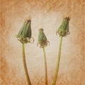 Bouquet of three closed dandelion flowers in rerto art background