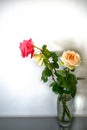 Bouquet of three cream-white roses and pink with green leaves in a transparent vase on a wall background, blurred background Royalty Free Stock Photo