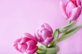 Bouquet of three crimson tulips on a pink background. Royalty Free Stock Photo