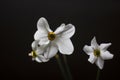 Bouquet of three daffodils Royalty Free Stock Photo