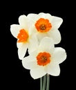 Bouquet of three daffodils isolated on black background Royalty Free Stock Photo