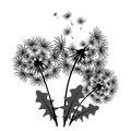 Bouquet Of Three Dandelion Flowers. Black White Illustration. Floral Clipart For Design, Clothes, Fashion Element, Allegory. Black