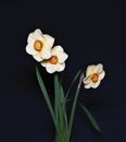 Bouquet of three flowers of daffodils Royalty Free Stock Photo