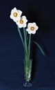 Bouquet of three flowers of daffodils Royalty Free Stock Photo