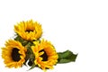 Bouquet of three flowers of a decorative sunflower, lying on the surface. Isolated on white background