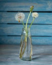 Bouquet of three fluffy dandelions in a glass bottle on a background of wooden wall Royalty Free Stock Photo